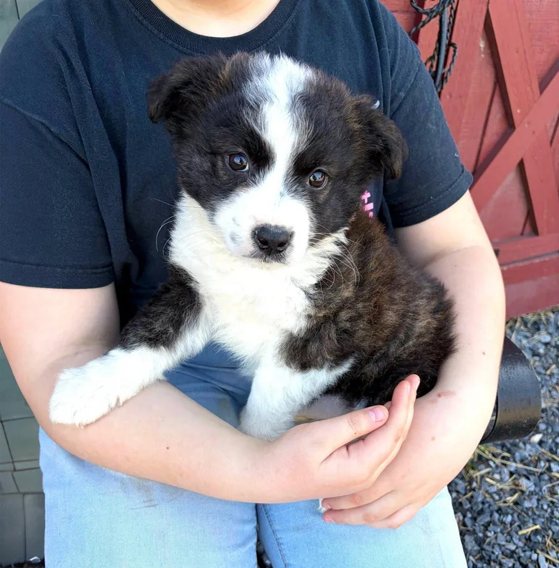 Border Collie Mix Pups thumbnail 3