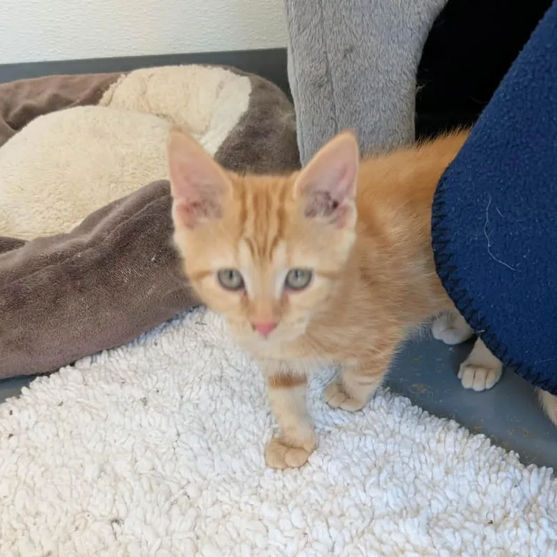 A baby small-sized male Orange / Red Domestic Short Hair cat named C Snack for adoption in Franklin, PA