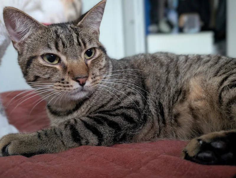 A young medium-sized male Tabby (Brown / Chocolate) Domestic Short Hair cat named Boingo for adoption in Pearland, TX