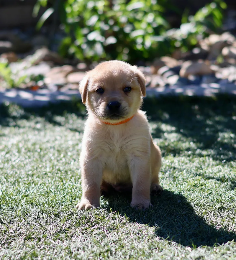 A baby small-sized male Labrador Retriever dog named Otter for adoption in Discovery Bay, CA