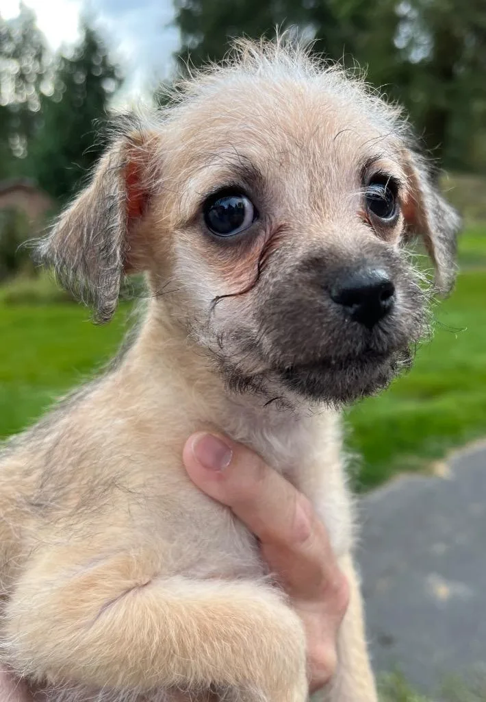 A baby small-sized male Border Terrier dog named Diamond Lawson for adoption in Thompson Falls, MT