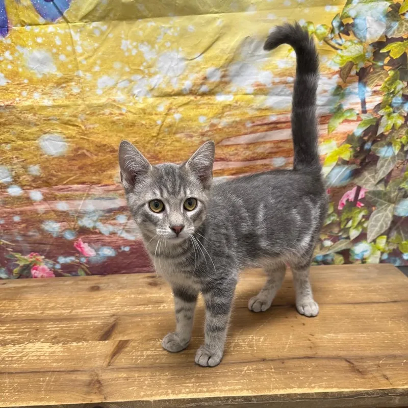 A baby small-sized male Gray / Blue / Silver Domestic Short Hair cat named Wilbur for adoption in Normal, IL
