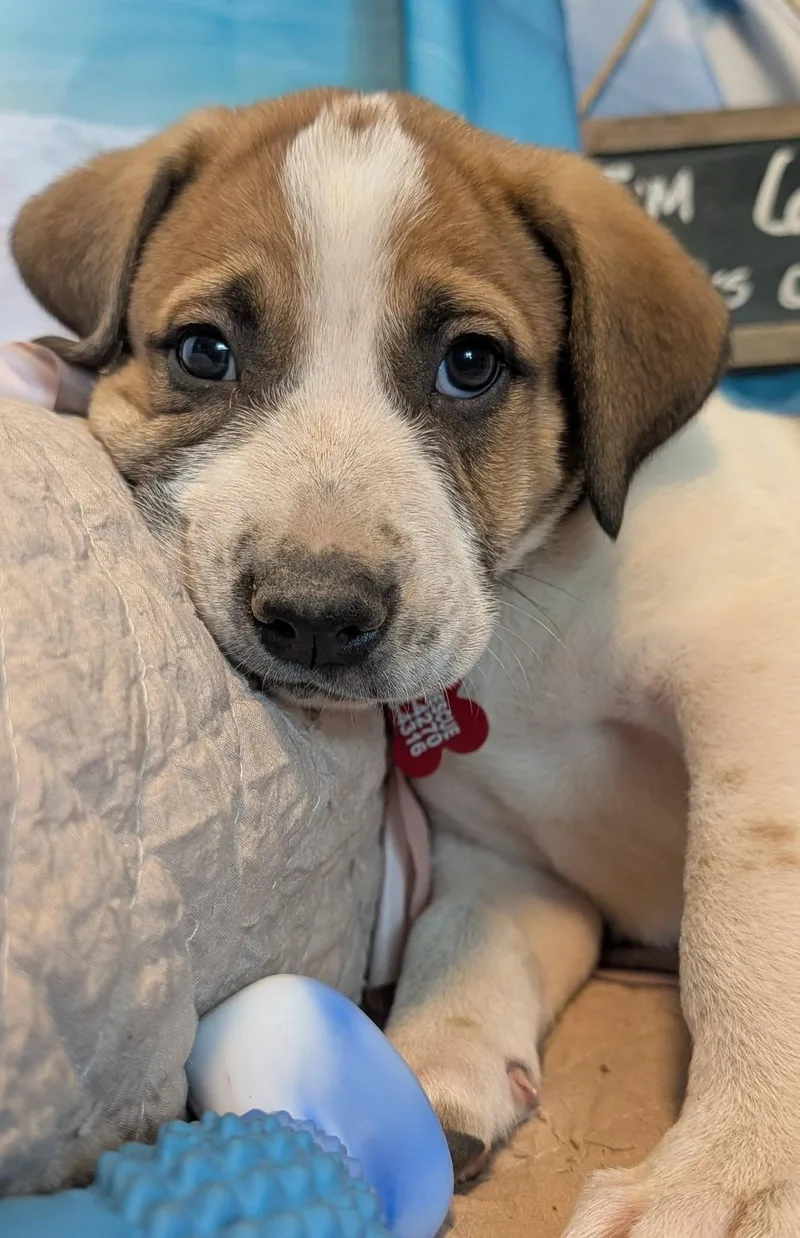 A baby large-sized male White / Cream Great Pyrenees dog named Boston Rob for adoption in Kiowa, OK