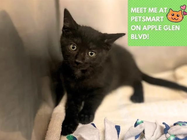 A baby medium-sized female Domestic Short Hair cat named Frosted Flakes for adoption in Fort Wayne, IN