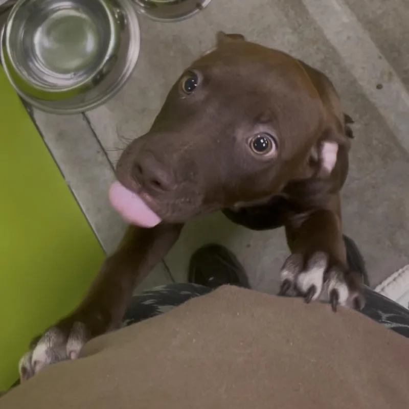 Cocoa Puff
