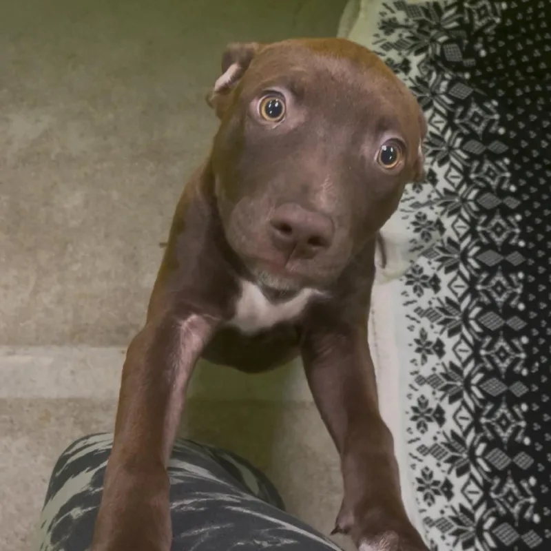 Cocoa Puff thumbnail 2