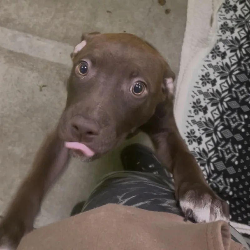 Cocoa Puff thumbnail 3