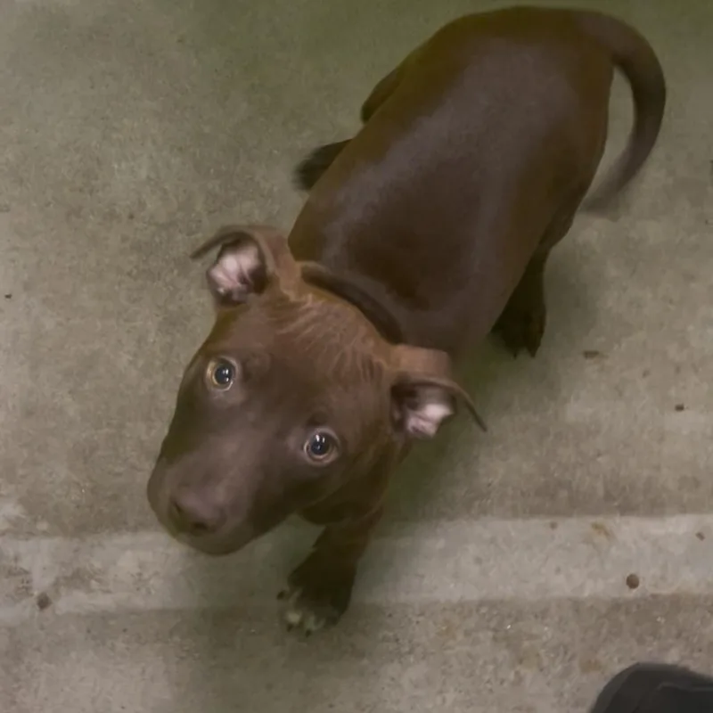 Cocoa Puff thumbnail 4