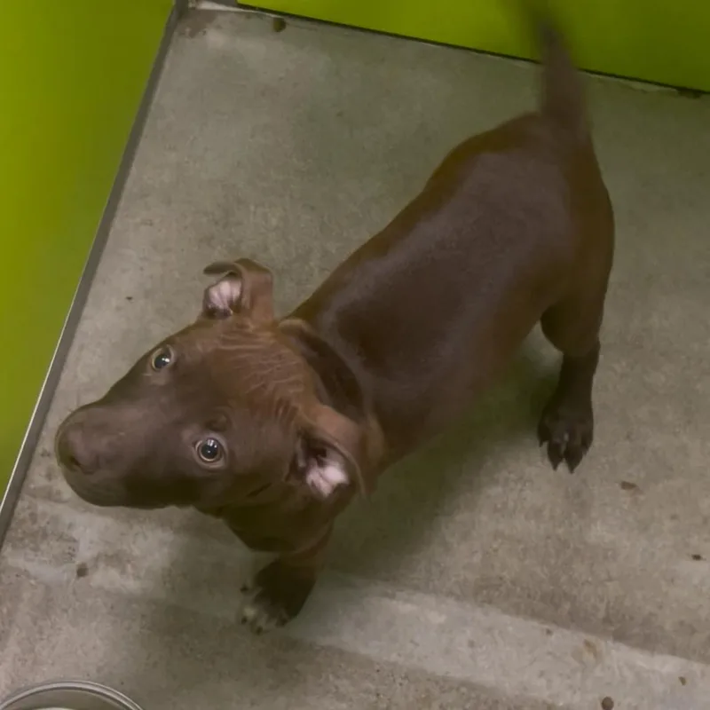 Cocoa Puff thumbnail 5