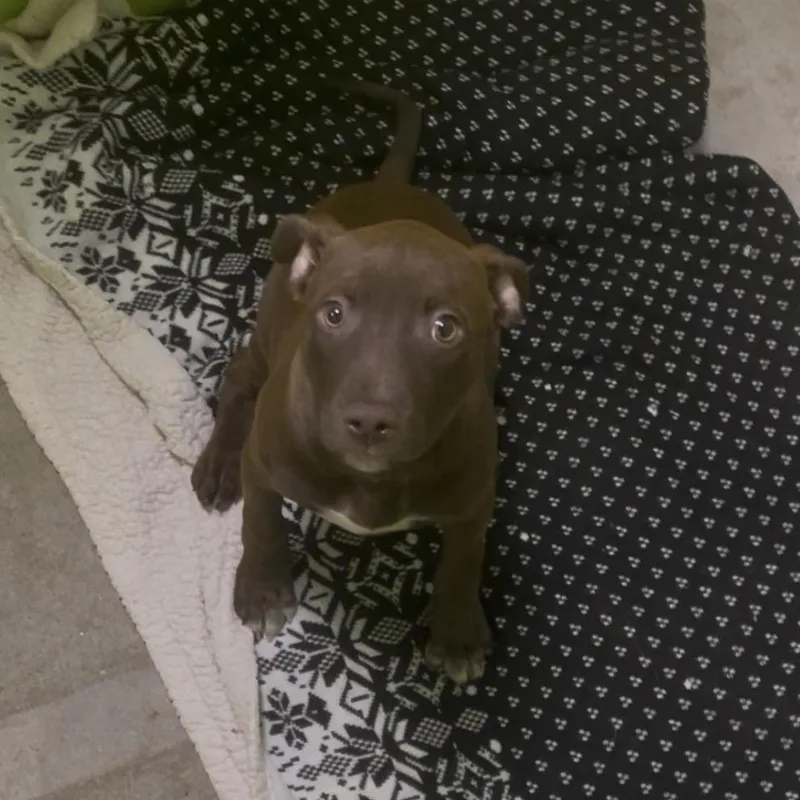 Cocoa Puff thumbnail 6