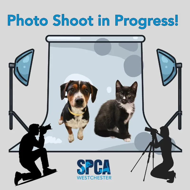 A baby small-sized female Black Domestic Short Hair cat named Scallop for adoption in Briarcliff Manor, NY