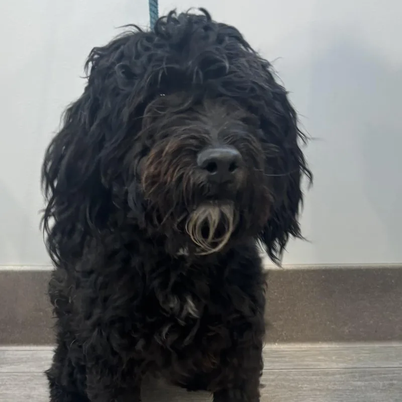 An adult small-sized male Black Cocker Spaniel dog named Oreo for adoption in Calverton, NY