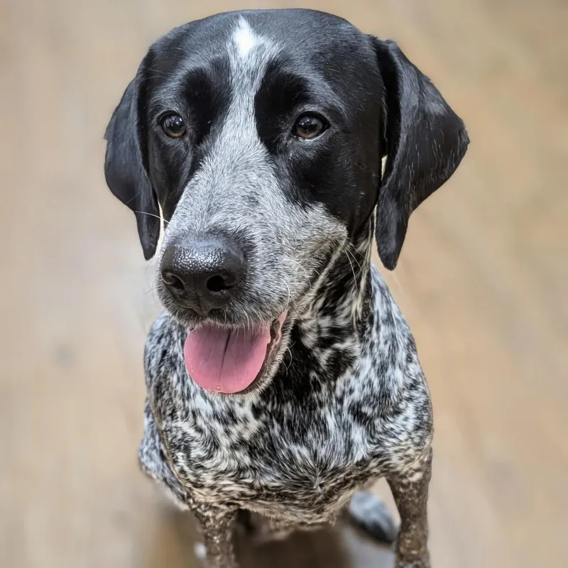 An adult medium-sized female Black German Shorthaired Pointer dog named Darby for adoption in Huntsville, AL