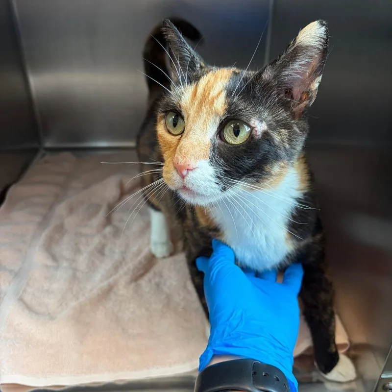 An adult large-sized female Calico Domestic Short Hair cat named Julia for adoption in Council Bluffs, IA