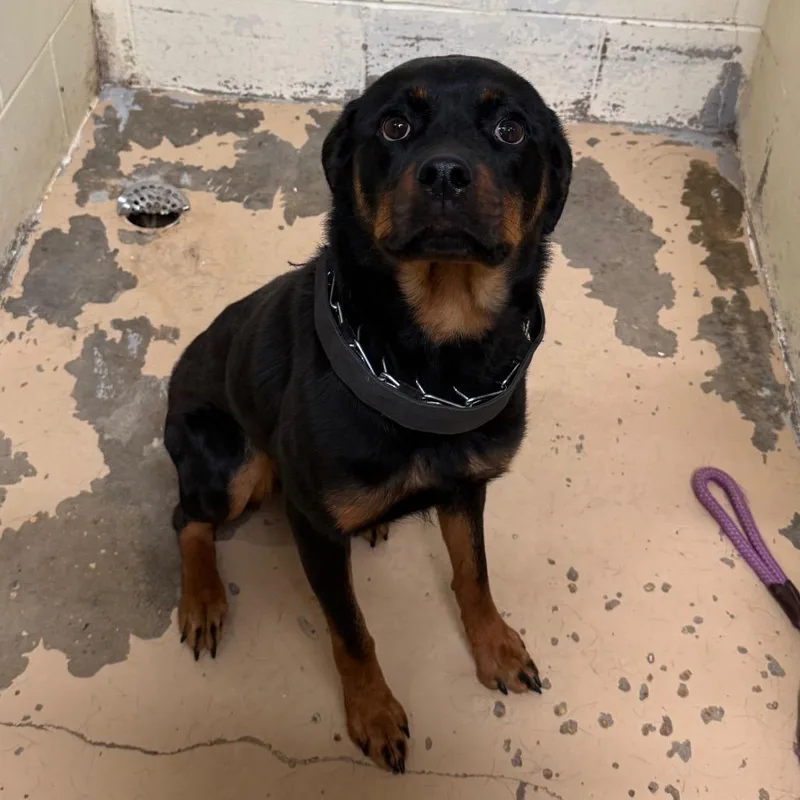 A young large-sized female Black Rottweiler dog named Tuscstray for adoption in Tuscaloosa, AL