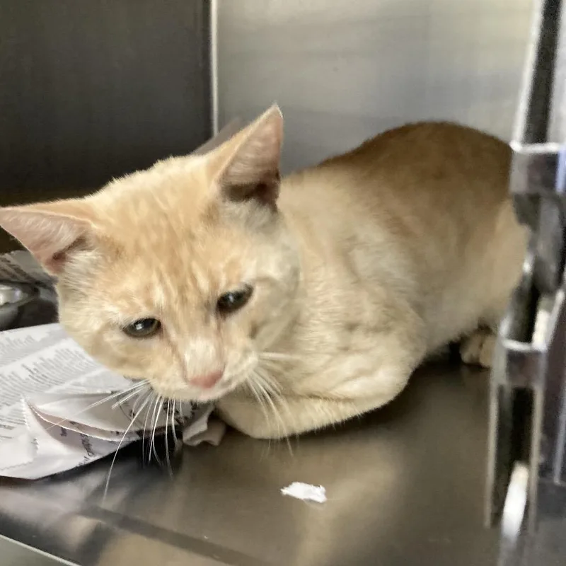 An adult medium-sized male Orange / Red Domestic Short Hair cat named Orange Dream for adoption in Galveston, TX