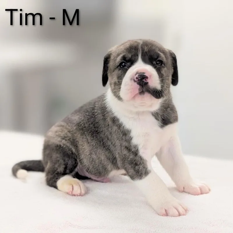 A baby large-sized male Brindle Great Pyrenees dog named Tim for adoption in Griswold, CT
