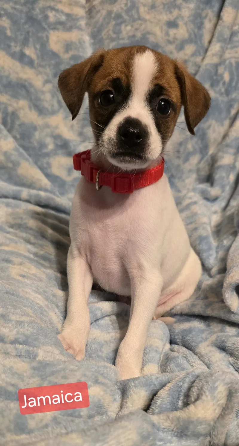 A baby small-sized male Rat Terrier dog named Jamaica for adoption in Elgin, IL