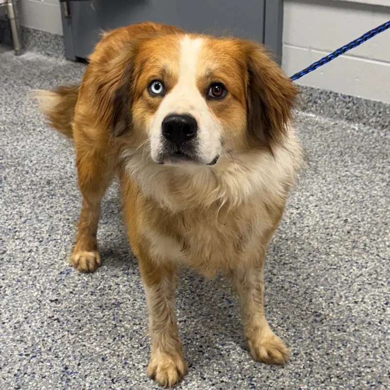 An adult medium-sized male Brown / Chocolate Australian Shepherd dog named Rufus for adoption in Greenville, SC
