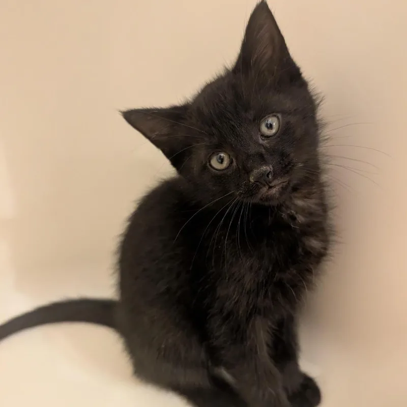 A baby small-sized male Black Domestic Short Hair cat named Max Meowgnito Eisenhart for adoption in Granville, OH
