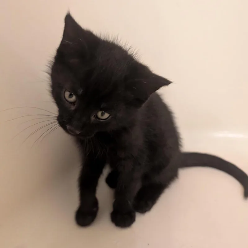 Max Meowgnito Eisenhart thumbnail 2