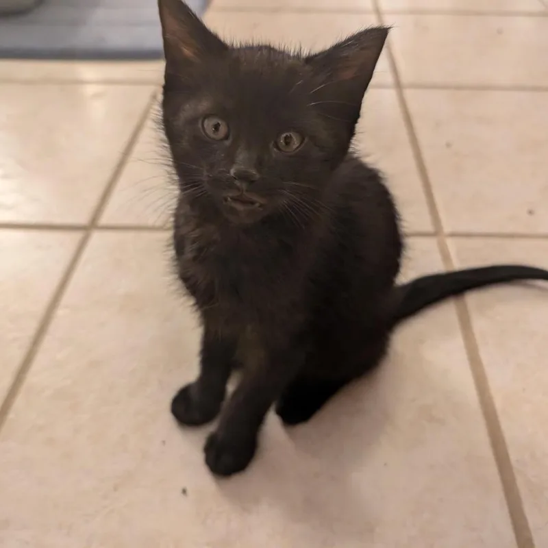 Max Meowgnito Eisenhart thumbnail 3