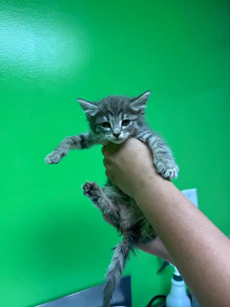 A baby medium-sized female Domestic Short Hair cat named Blinky for adoption in Johnson City, TN