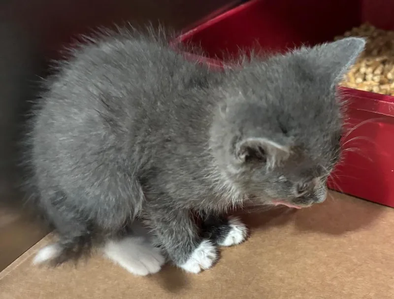 A baby large-sized male Domestic Short Hair cat named Bindi for adoption in Cartersville , GA