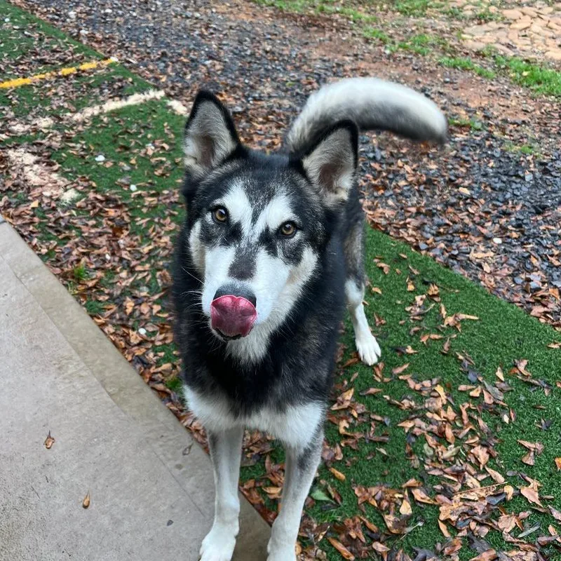 An adult medium-sized male Gray / Blue / Silver Alaskan Malamute dog named Maverick for adoption in Cartersville, GA