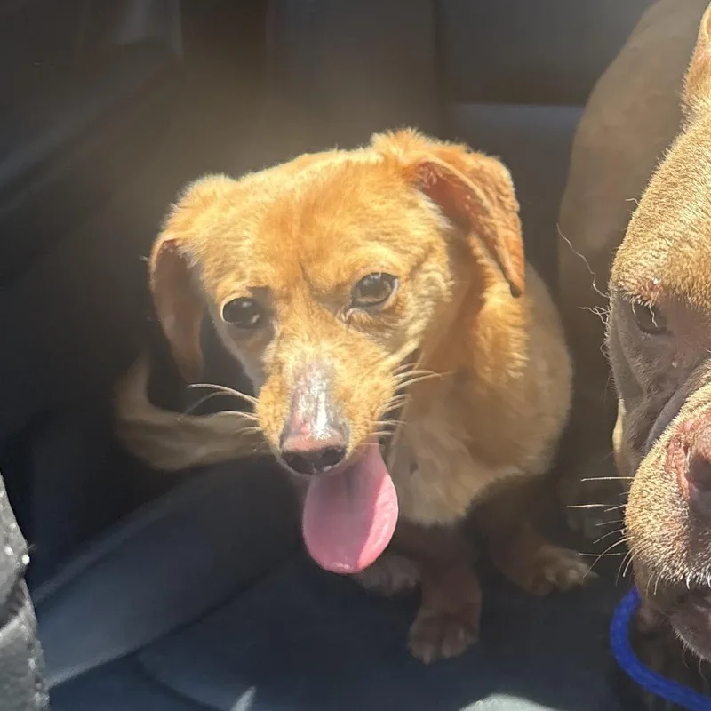 An adult small-sized male Brown / Chocolate Dachshund dog named Chicken Dumpling Soup for adoption in Hinsdale, IL