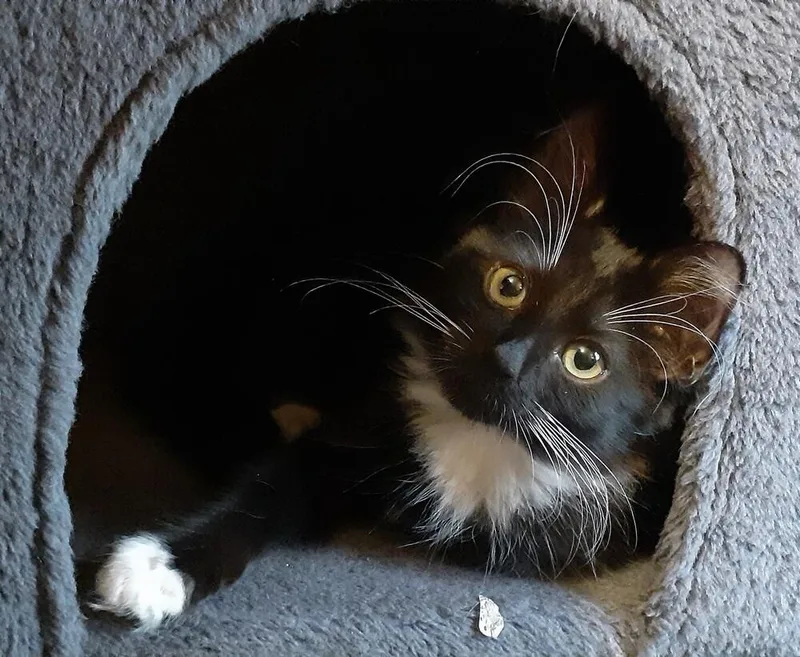 A baby small-sized male Black & White / Tuxedo Domestic Long Hair cat named Pepcid for adoption in Dallas, TX