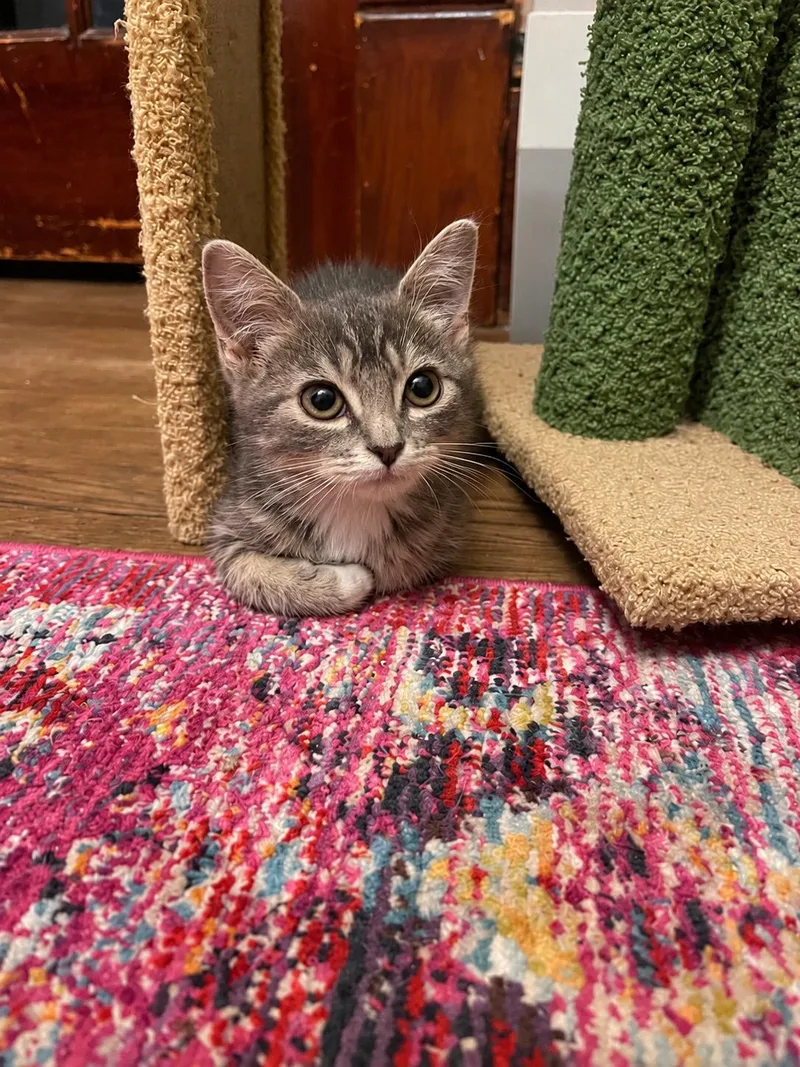 A young medium-sized female Tabby (Gray / Blue / Silver) Domestic Short Hair cat named Pipsqueak for adoption in Belchertown, MA