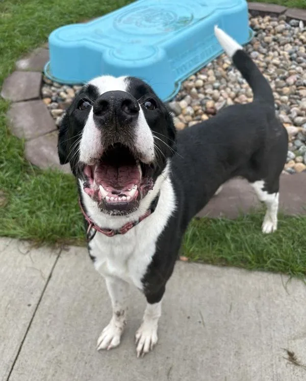 A young medium-sized male Great Dane dog named Koda for adoption in Sioux City, IA