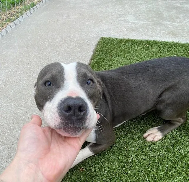 An adult medium-sized male Gray / Blue / Silver Pit Bull Terrier dog named Michael Jackson for adoption in Fayetteville, AR