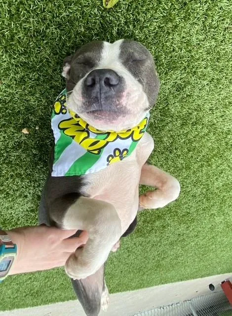 Michael Jackson thumbnail 4