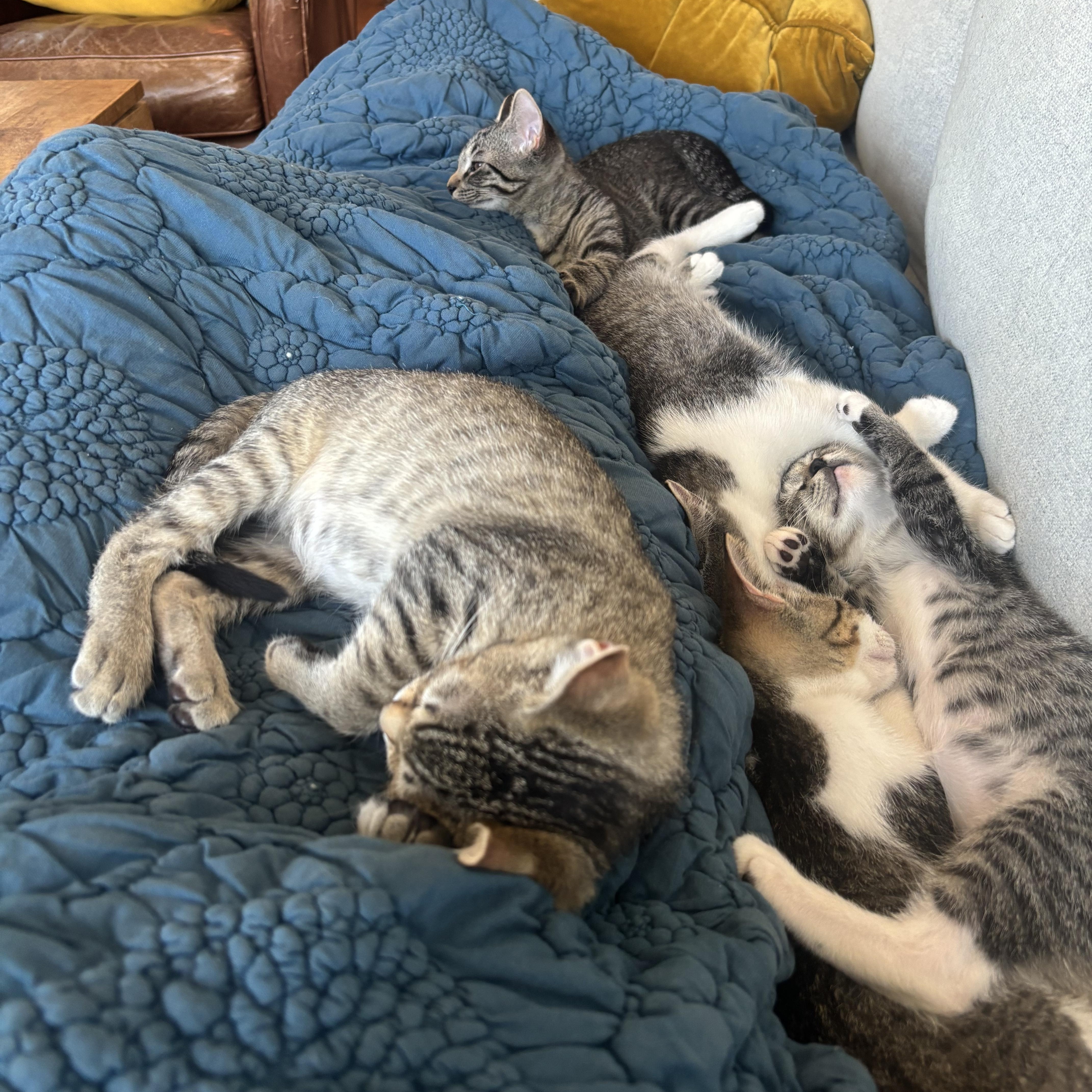 A baby medium-sized male Tabby (Brown / Chocolate) Domestic Short Hair cat named General Krang for adoption in Chicago, IL