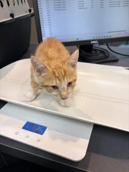 A baby small-sized male Domestic Short Hair cat named Denali for adoption in Memphis, TN
