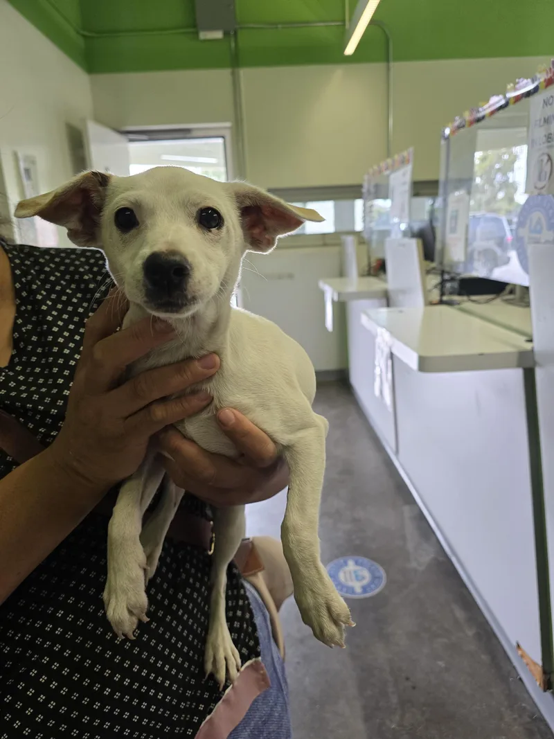 A baby small-sized female Parson Russell Terrier dog named Lola for adoption in Los Angeles, CA