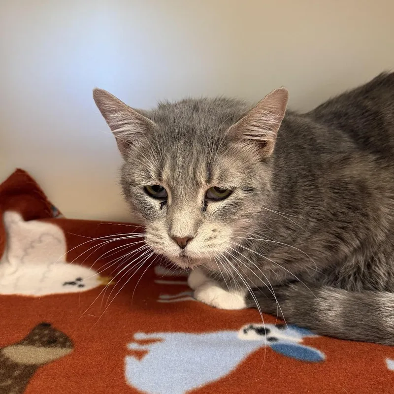 An adult small-sized female Gray / Blue / Silver Domestic Short Hair cat named Arugula for adoption in Cody, WY