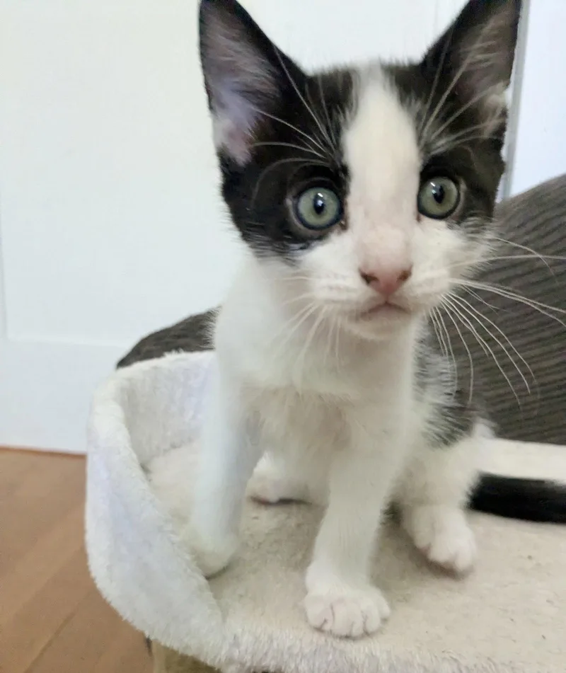 A baby medium-sized female Black & White / Tuxedo Domestic Short Hair cat named Mocha Frappe & for adoption in Brooklyn, NY