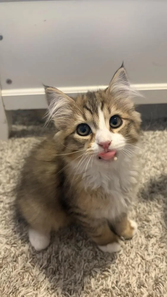 A baby small-sized male Domestic Medium Hair cat named Sunny for adoption in Dallas, TX