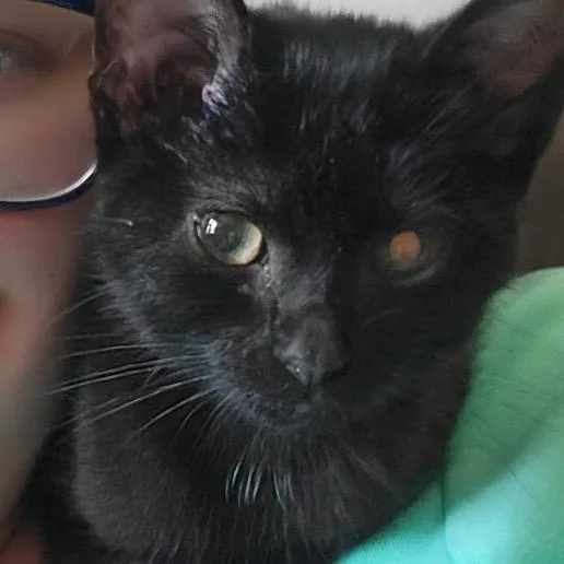 A baby small-sized male Black Domestic Short Hair cat named Panther for adoption in Springfield, IL