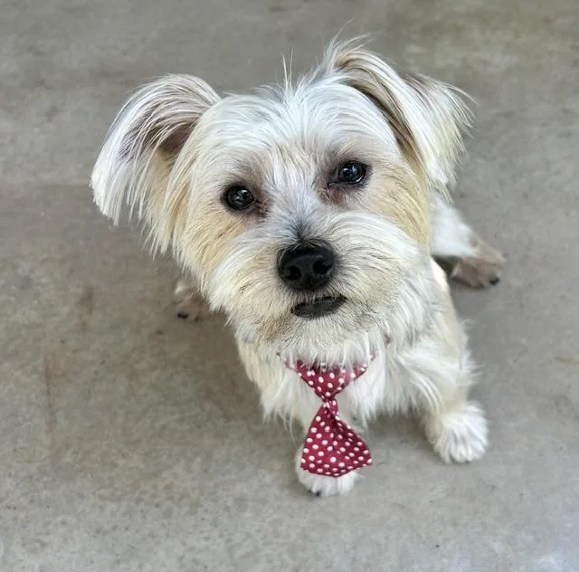 An adult small-sized male Bicolor Yorkshire Terrier dog named Rummy for adoption in League City, TX
