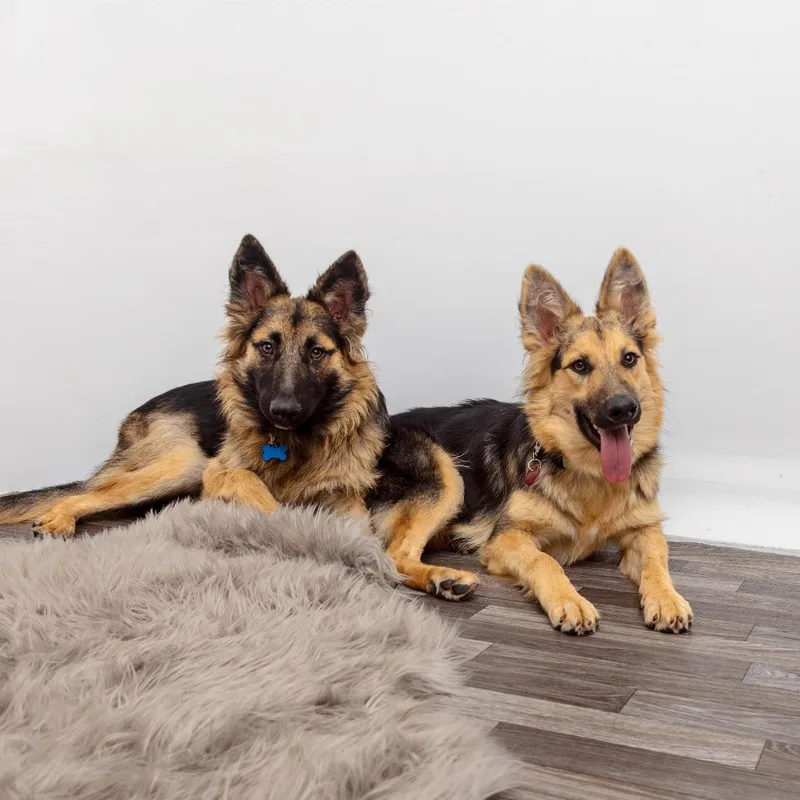 An adult large-sized male German Shepherd Dog dog named Caspiar for adoption in Los Angeles, CA