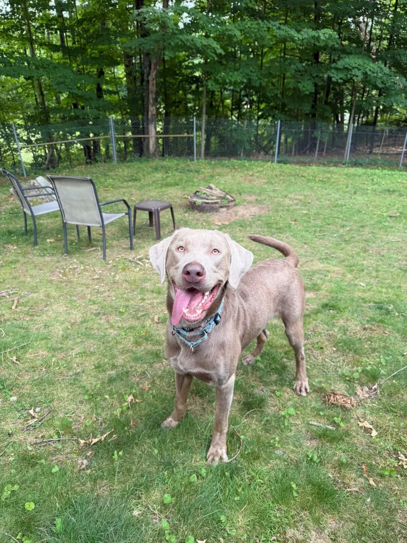 An adult large-sized male Gray / Blue / Silver Labrador Retriever dog named Bruno for adoption in Hudson, MA