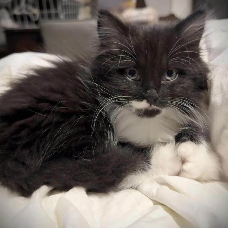 A baby small-sized female Domestic Medium Hair cat named Maisie for adoption in Minneapolis, MN
