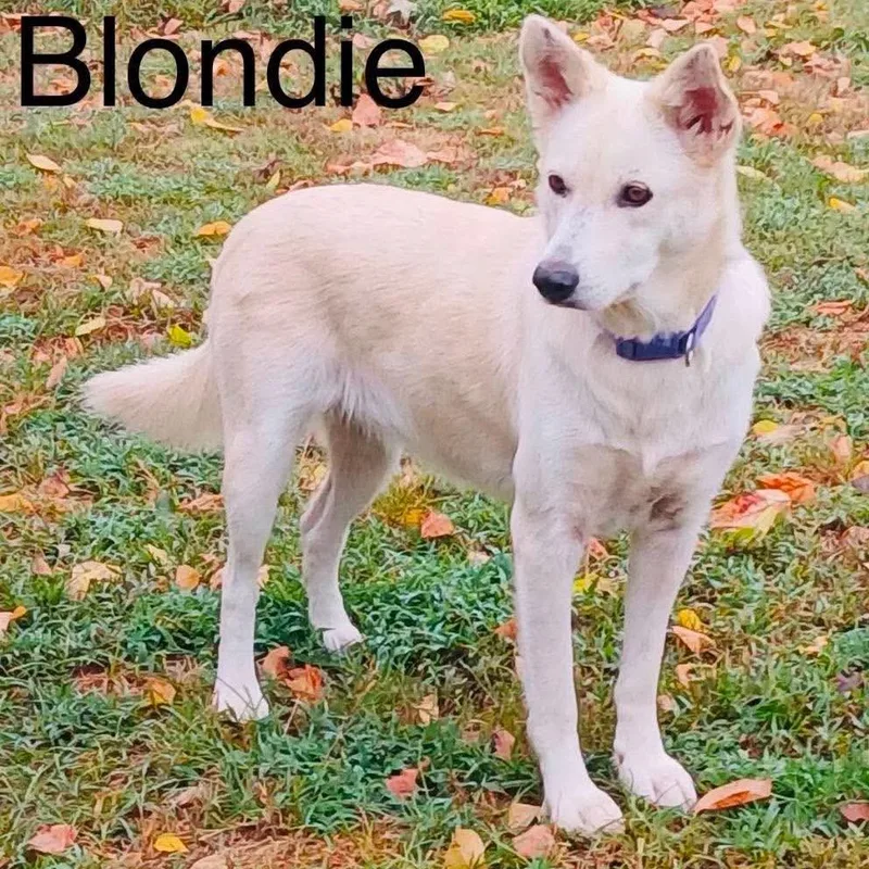 An adult medium-sized female Yellow / Tan / Blond / Fawn Shepherd dog named Blondie for adoption in Hackett, AR