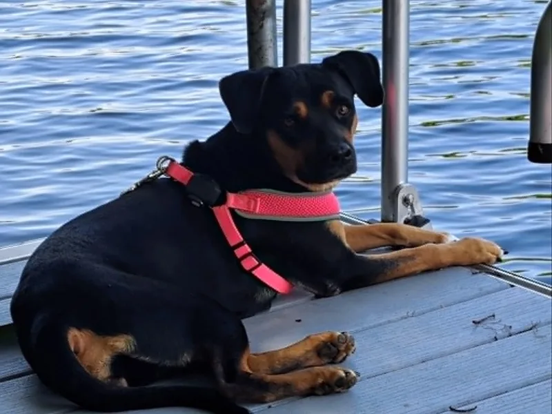 A young medium-sized female Bicolor Labrador Retriever dog named Daisy for adoption in Columbia, MD
