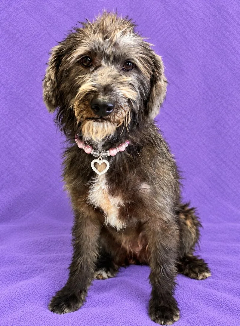 A young small-sized female Gray / Blue / Silver Schnoodle dog named Hannah for adoption in Lodi, CA