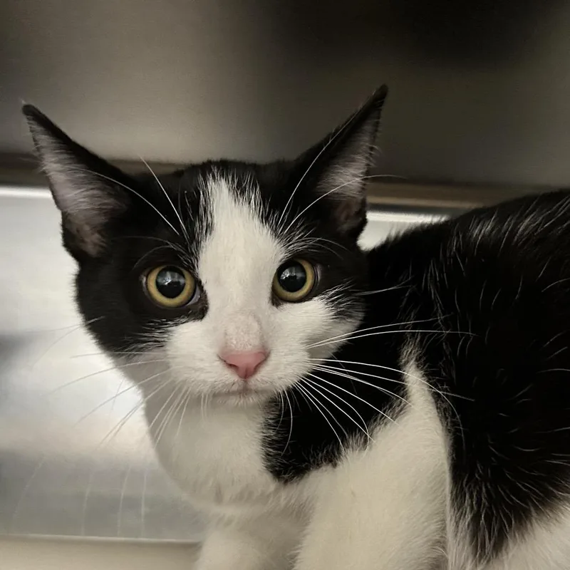 A baby small-sized male Domestic Short Hair cat named Hamburglar for adoption in Newport, NC